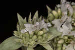 Whorled mountainmint